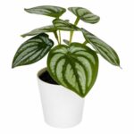 productHero-SPOTWF-BP80690128-green