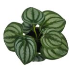 productHero-SPOTWF-BP80690128-green-3