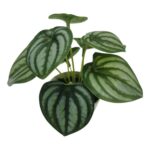 productHero-SPOTWF-BP80690128-green-4