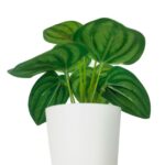 productHero-SPOTWF-BP80690128-green-5
