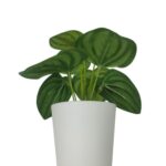 productHero-SPOTWF-BP80690128-green-6