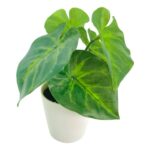 productHero-SPOTWF-BP80690129-green