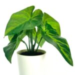 productHero-SPOTWF-BP80690129-green-2