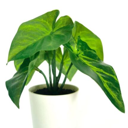 productHero-SPOTWF-BP80690129-green-2