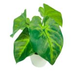 productHero-SPOTWF-BP80690129-green-3