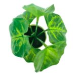 productHero-SPOTWF-BP80690129-green-4
