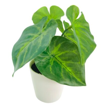 productHero-SPOTWF-BP80690129-green