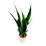 productHero-SPOTWF-BP80690131-green