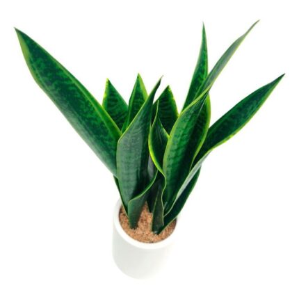 productHero-SPOTWF-BP80690131-green-2