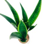 productHero-SPOTWF-BP80690131-green-4