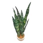 productHero-SPOTWF-BP80690132-green