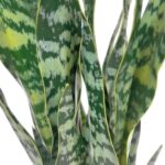 productHero-SPOTWF-BP80690132-green-2