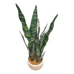 productHero-SPOTWF-BP80690132-green-3