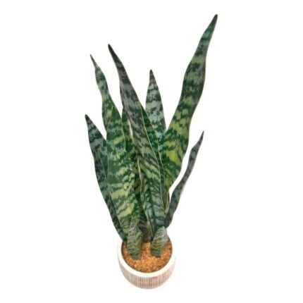 productHero-SPOTWF-BP80690132-green