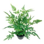 productHero-SPOTWF-BP80690133-green