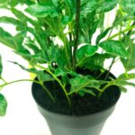 productHero-SPOTWF-BP80690133-green-3
