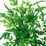 productHero-SPOTWF-BP80690133-green-4
