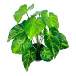 productHero-SPOTWF-BP80690134-green-2
