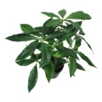 productHero-SPOTWF-BP80690135-green-3