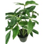 productHero-SPOTWF-BP80690135-green-5