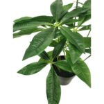 productHero-SPOTWF-BP80690135-green-7