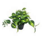 productHero-SPOTWF-BP80690136-green