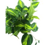 productHero-SPOTWF-BP80690136-green-4