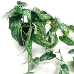 productHero-SPOTWF-BP80690137-green-2
