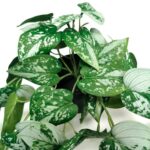 productHero-SPOTWF-BP80690137-green-3