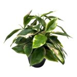 productHero-SPOTWF-BP80690138-green-3