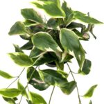 productHero-SPOTWF-BP80690138-green-4