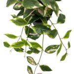 productHero-SPOTWF-BP80690138-green-5