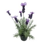productHero-SPOTWF-BP80690139-purple