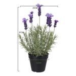 productHero-SPOTWF-BP80690139-purple-2