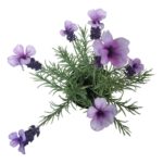 productHero-SPOTWF-BP80690139-purple-3