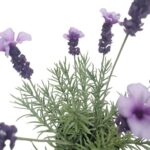 productHero-SPOTWF-BP80690139-purple-4