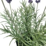 productHero-SPOTWF-BP80690139-purple-5