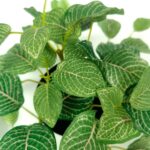 productHero-SPOTWF-BP80690806-green-2