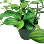 productHero-SPOTWF-BP80691035-green-2