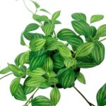 productHero-SPOTWF-BP80691035-green-3