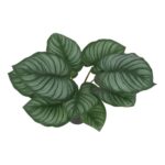 productHero-SPOTWF-BP80692179-green-4