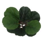 productHero-SPOTWF-BP80692183-green-2