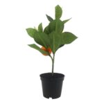 productHero-SPOTWF-BP80692188-orange-3