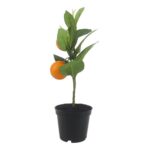 productHero-SPOTWF-BP80692188-orange-4