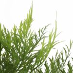 productHero-SPOTWF-BP80725916-green-4