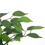 productHero-SPOTWF-BP80725919-green-4