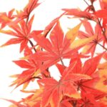 productHero-SPOTWF-BP80725920-red-4