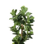 productHero-SPOTWF-BP80725923-green-4