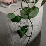 productHero-SPOTWF-BP920027440-forest-2