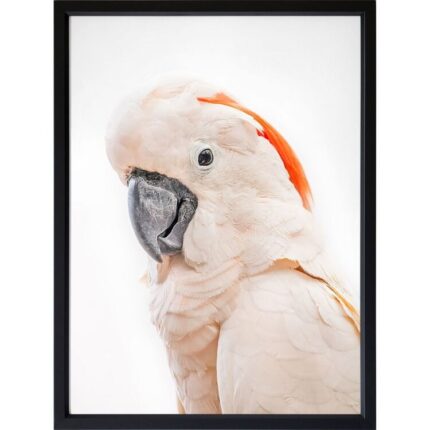 productHero-SPOTWF-BP920029224-black-frame